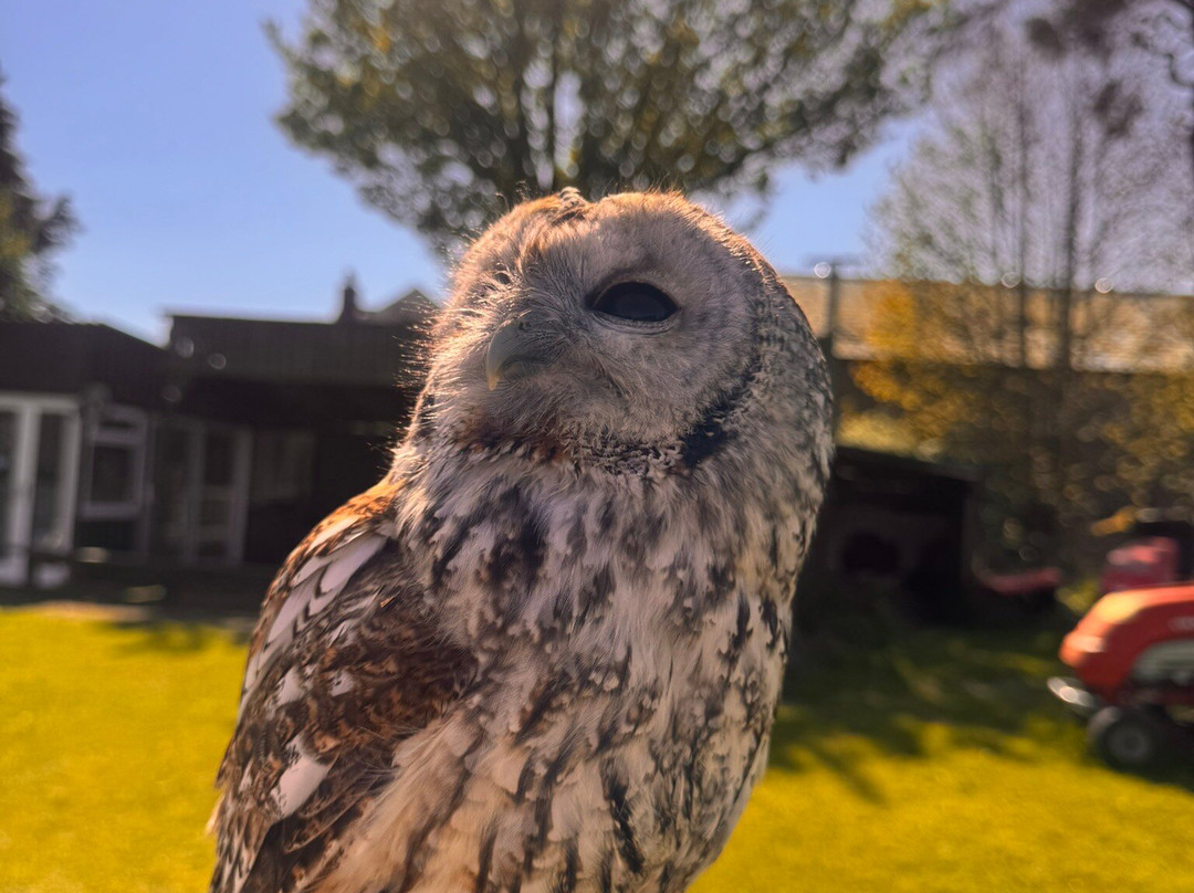 Falconry Days景点图片