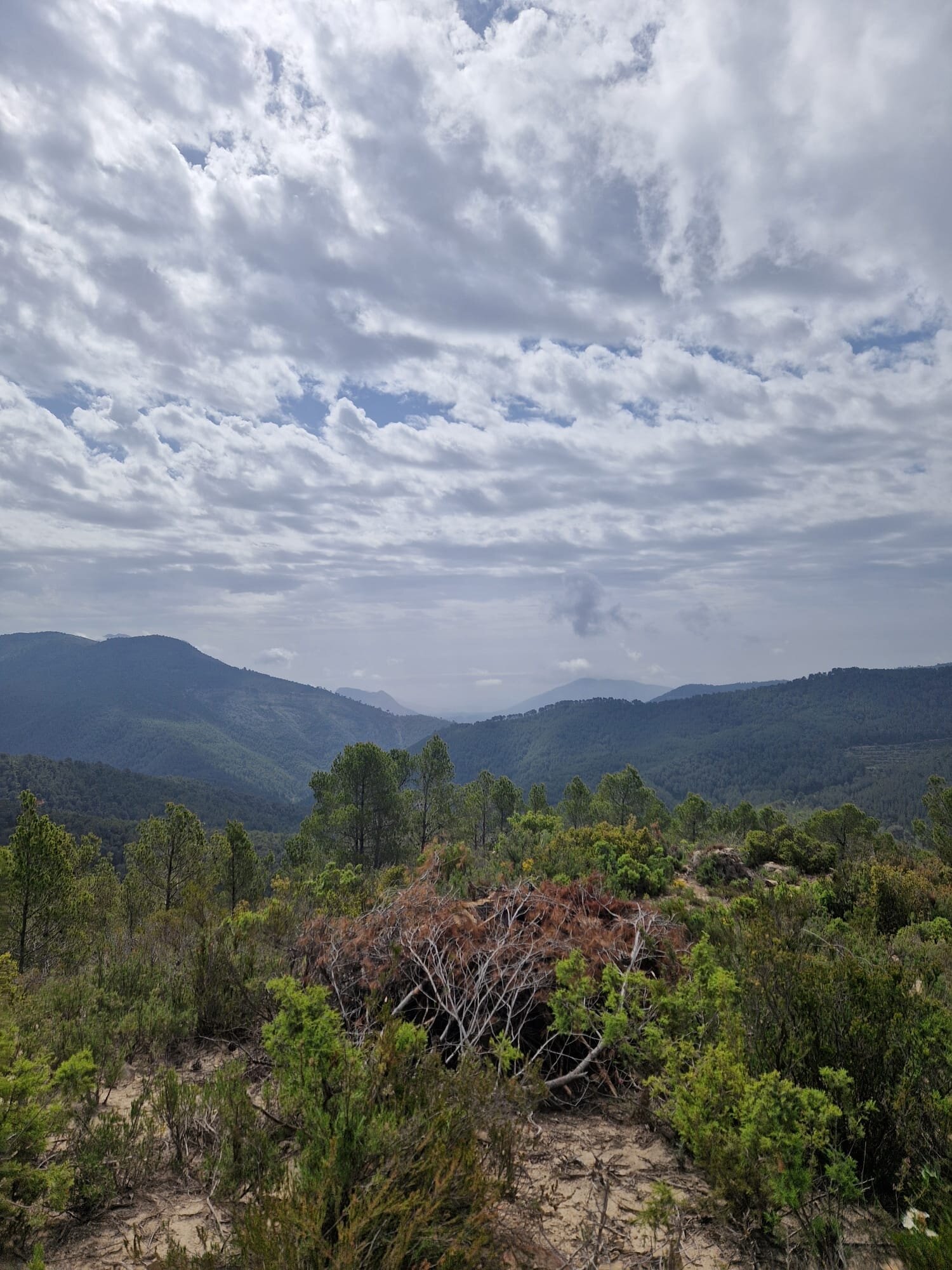 Finca Seguro Bodega S.L.-官方
