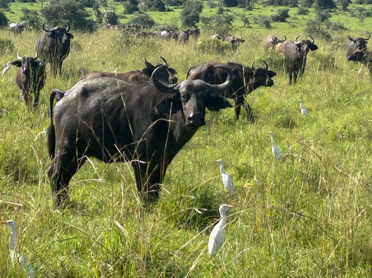 Rio Safaris Uganda-Gulu必去景点