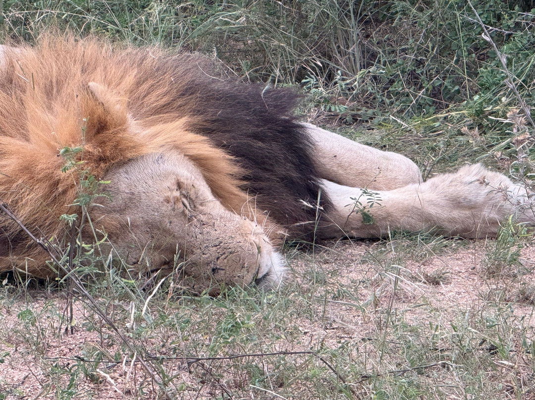 eyeseeAfrica-Green Point必去景点