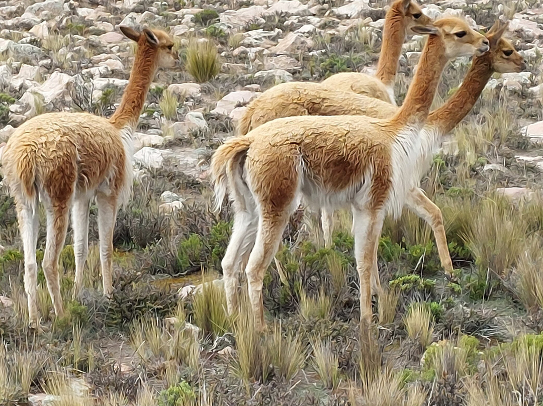 Peru Adventure Tours-阿雷基帕必去景点