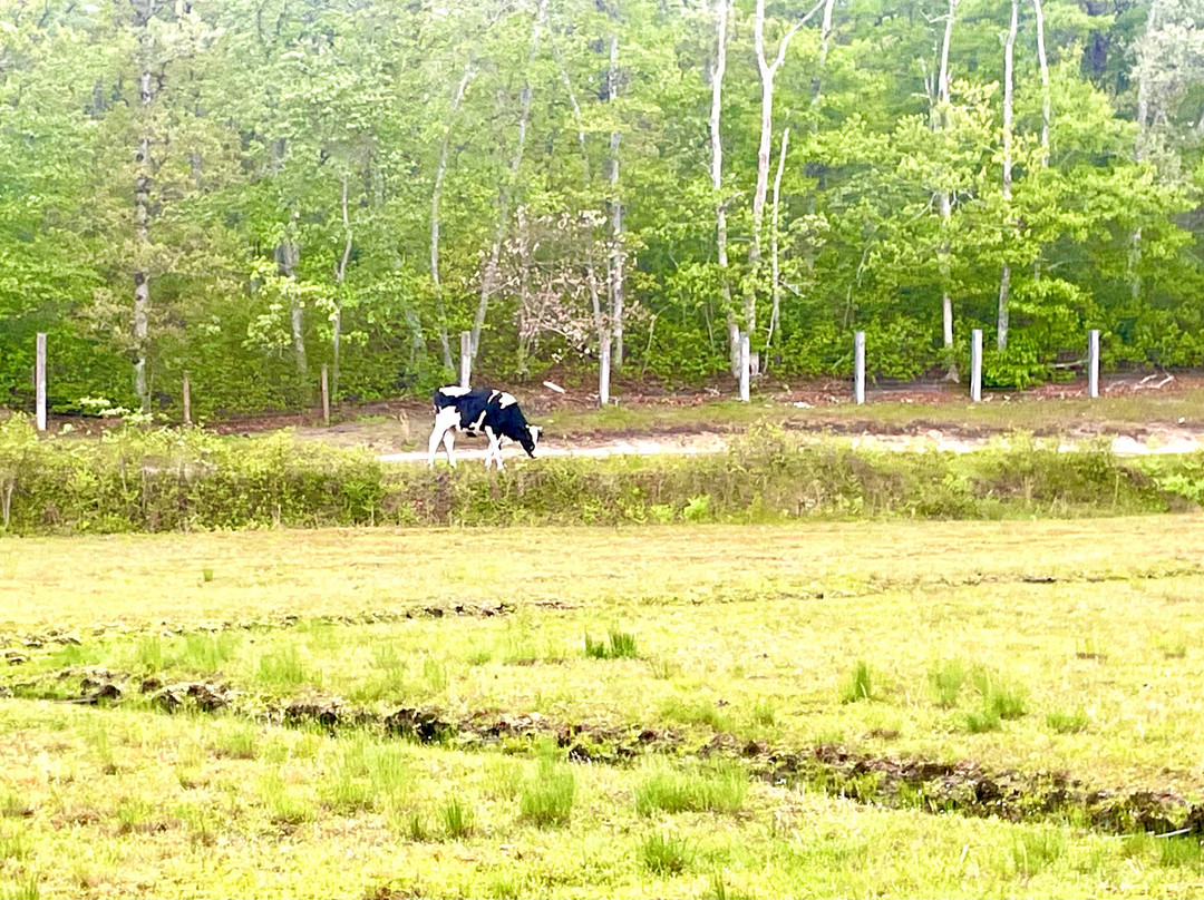 Cranberry Bog Tours-Harwich必去景点