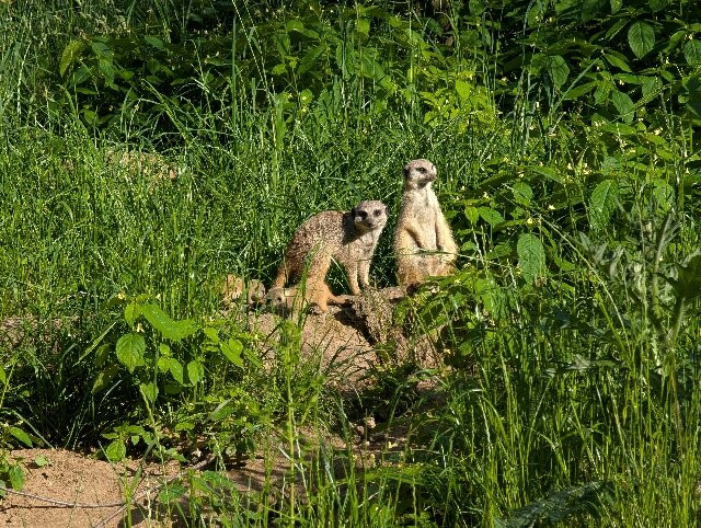 Tierpark Cottbus-Cottbus必去景点