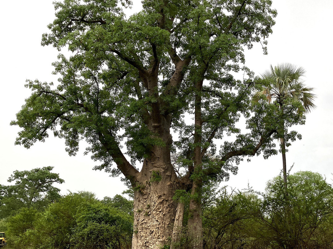 The Big Tree景点图片