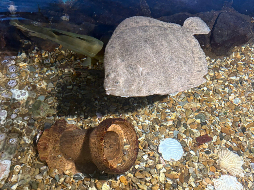 Fowey Aquarium-福伊必去景点