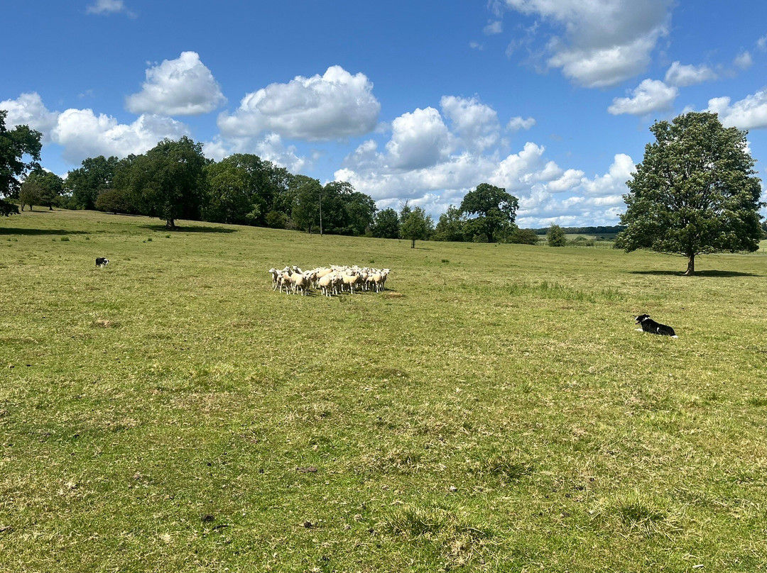 Nij Vyas Sheepdog Experience-East Norton必去景点