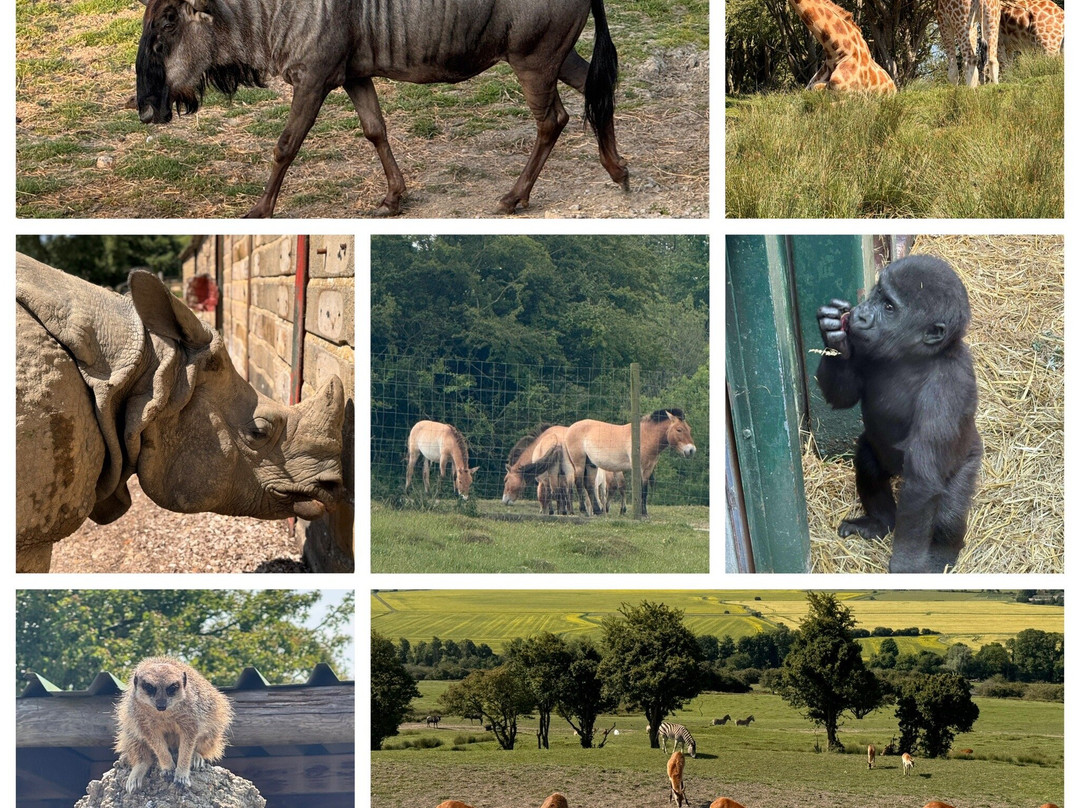 Port Lympne Reserve景点图片