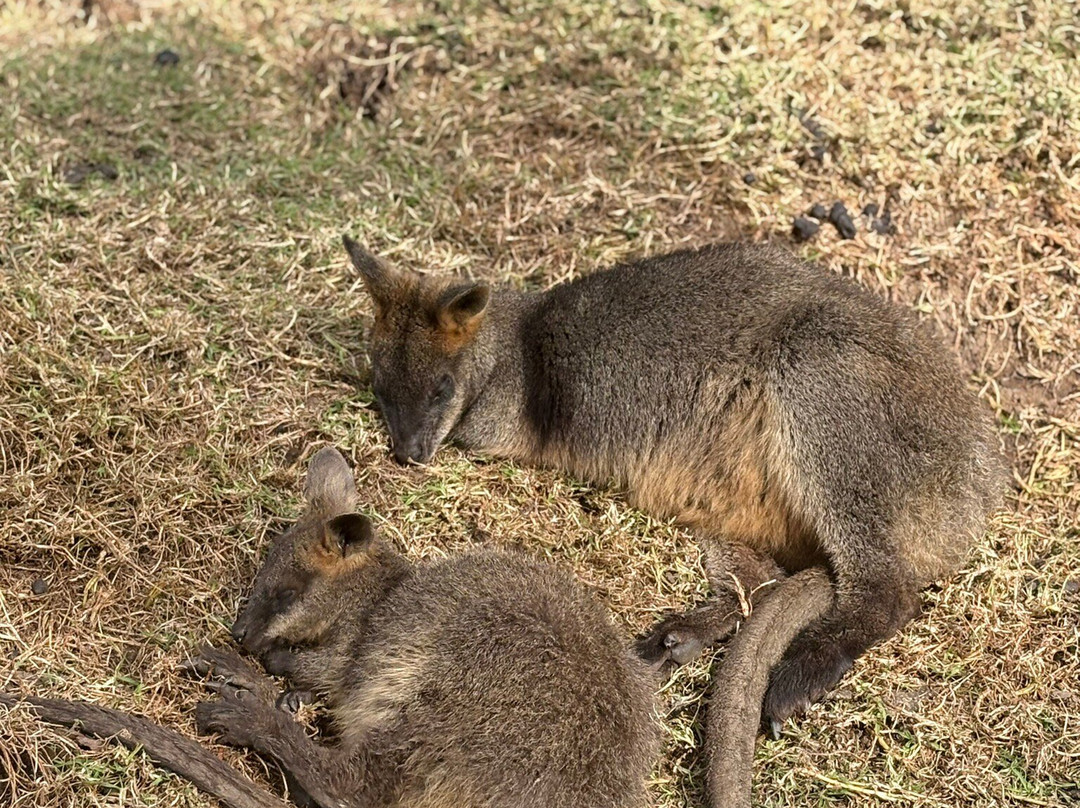 Oakvale Wildlife Park-威廉斯顿必去景点