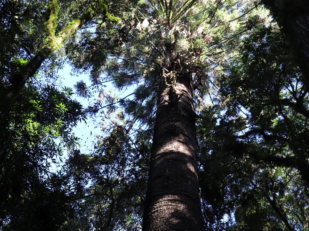 Pinheiro Multissecular-Nova Petropolis必去景点