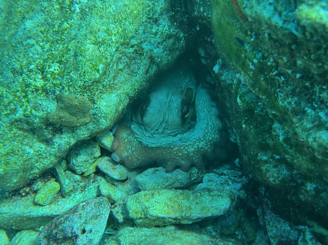 Pelagos Dive Centre-Agios Nikolaos必去景点