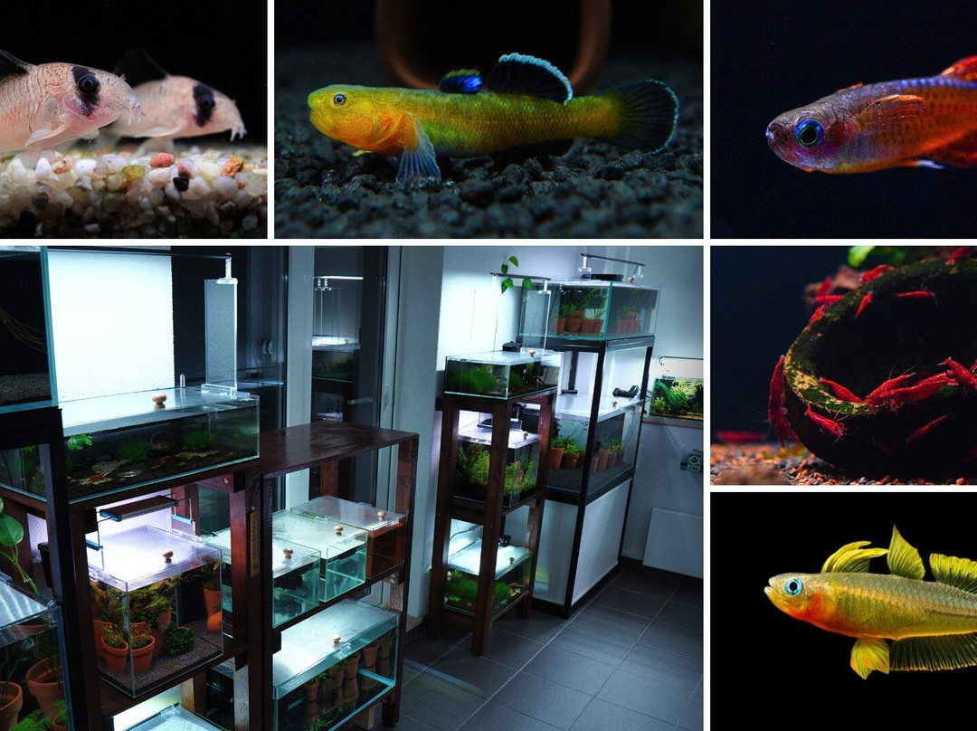IM Aqua - Aquarium Gallery Tour-苏佩塔尔必去景点