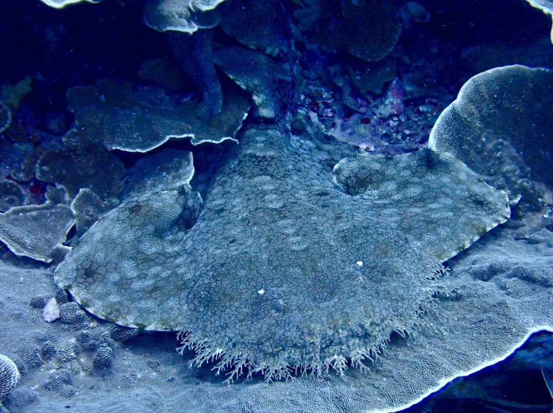 Olin Dive Center-Waisai必去景点