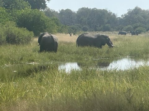 Magotho Camp (Khwai Development Trust)-官方