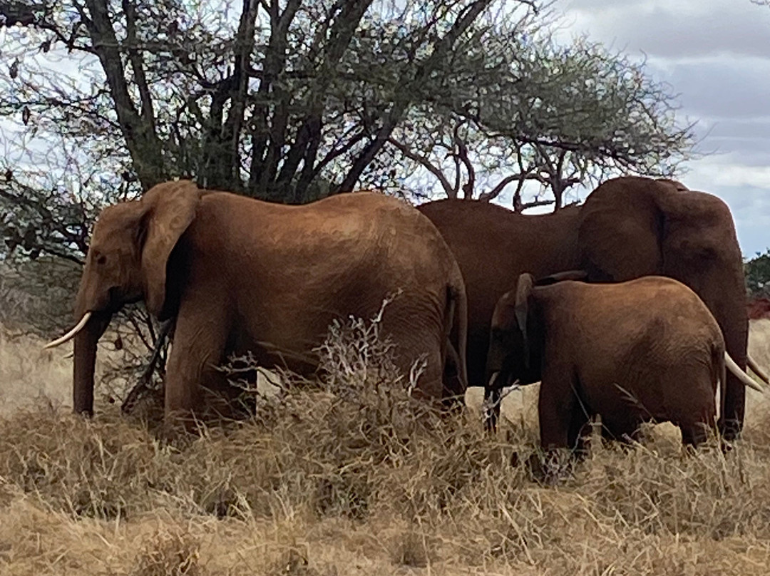 Adept Kenya Safaris景点图片