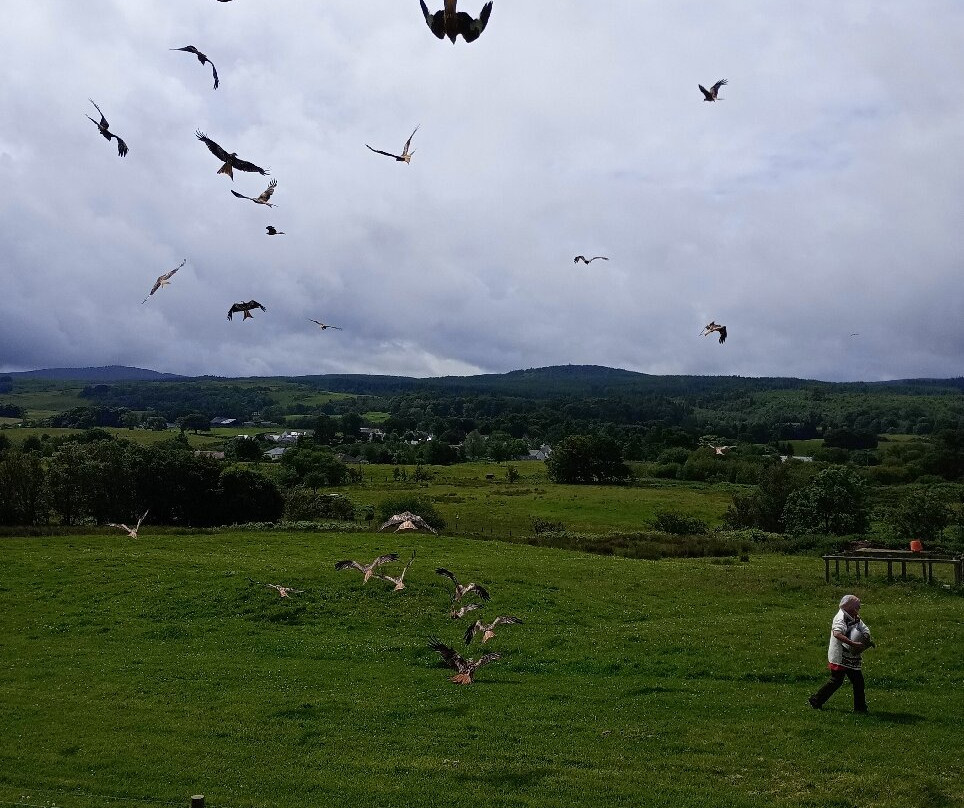 Bellymack Hill Farm - Kite Feeding Station-Laurieston必去景点