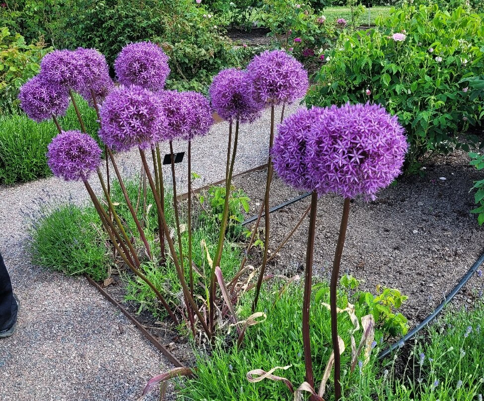Botaniska Trädgården-乌普萨拉必去景点