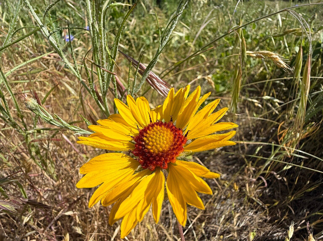 Mosier Plateau Trail-Mosier必去景点