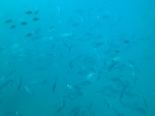 Poseidon Submarine-罗德城必去景点