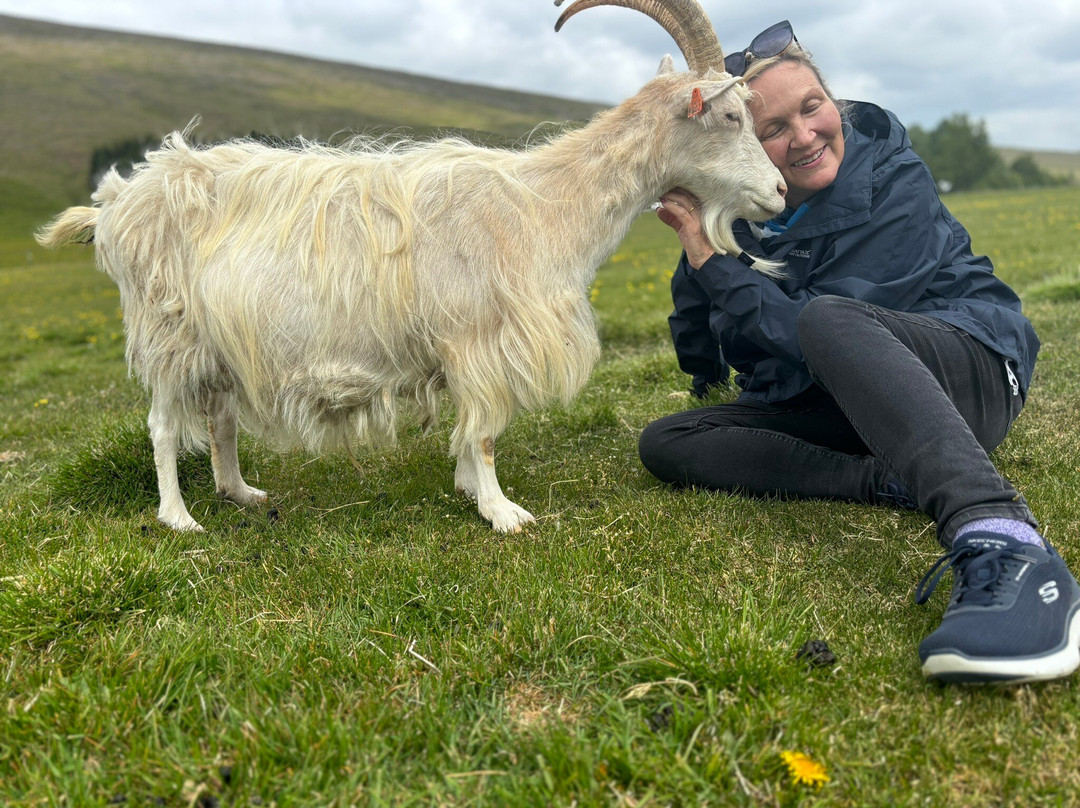 Haafell Goats and Roses-Reykholt必去景点