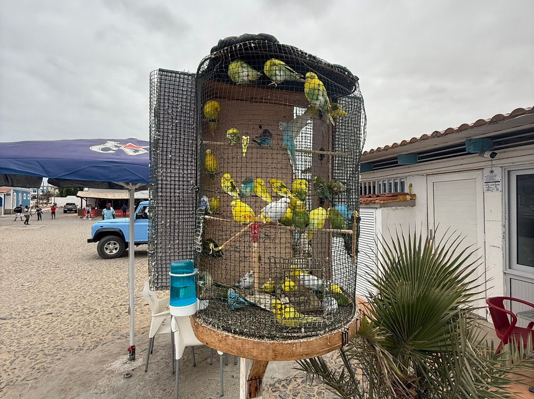 Praia Estoril Boa Vista-萨尔雷必去景点