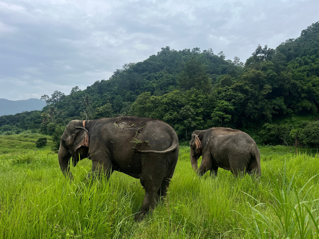 Doi Lom Elephant Rescue Sanctuary