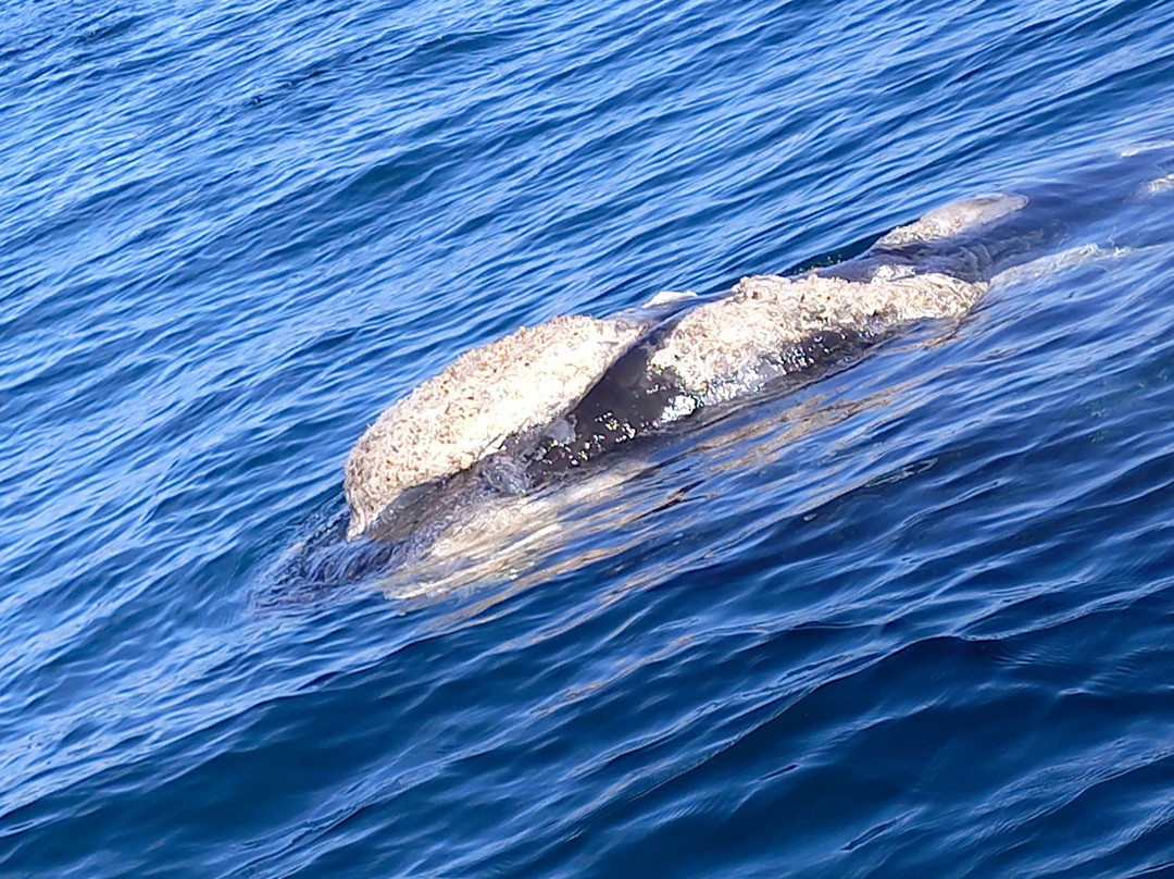 chocolateria Tephuel