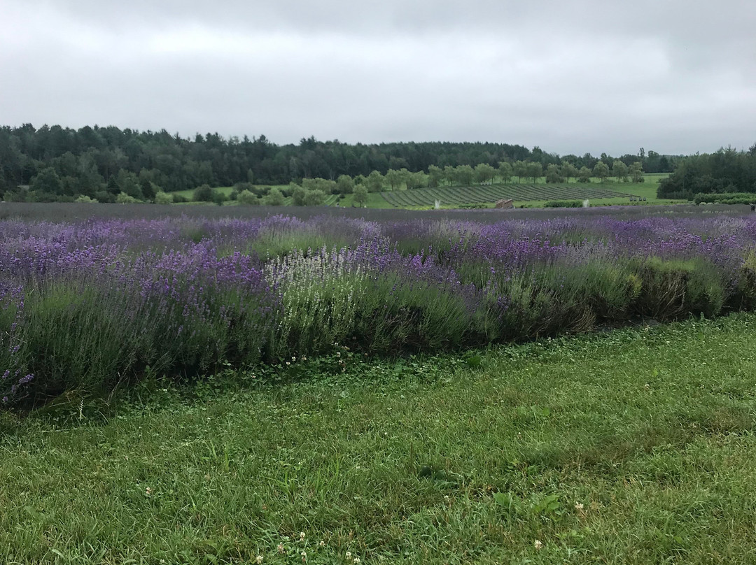 Bleu Lavande-梅戈格必去景点