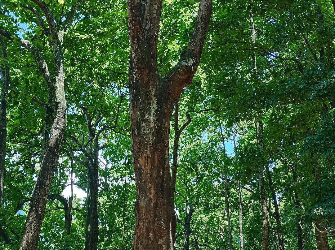 Panchakanya Temple-Dharan必去景点