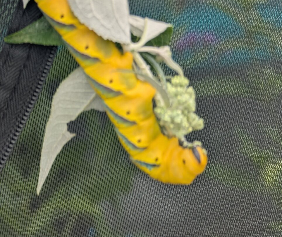 Guys Butterfly House-St Hilary必去景点