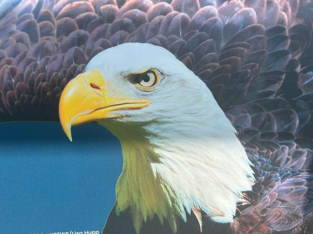 Montezuma National Wildlife Refuge-Seneca Falls必去景点