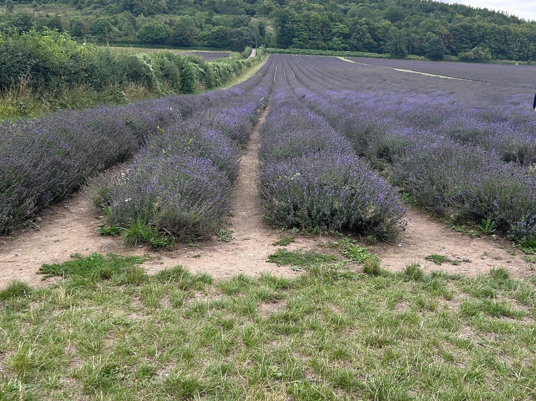 Castle Farm Shop-Shoreham必去景点