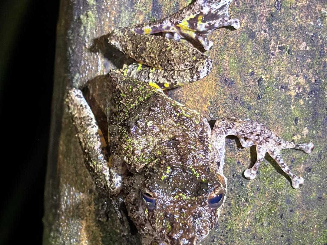 Frog's Paradise-Bijagua de Upala必去景点