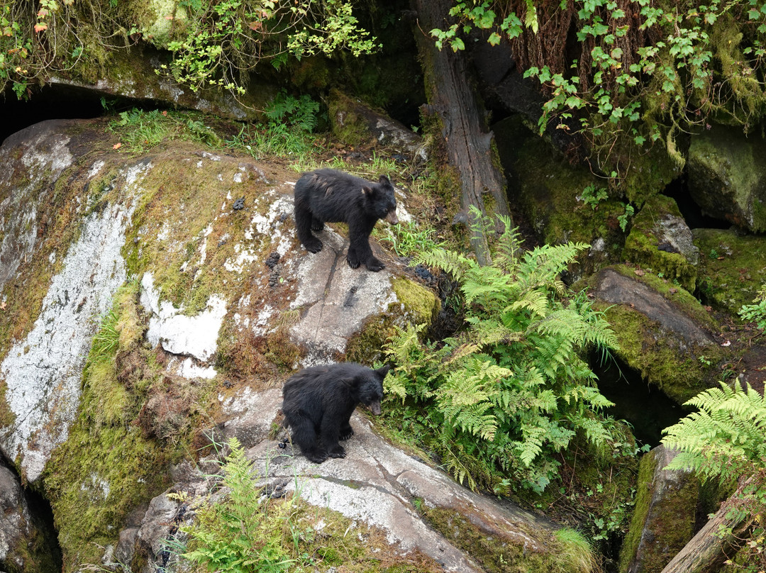 Anan Creek Bear Observatory-Wrangell必去景点