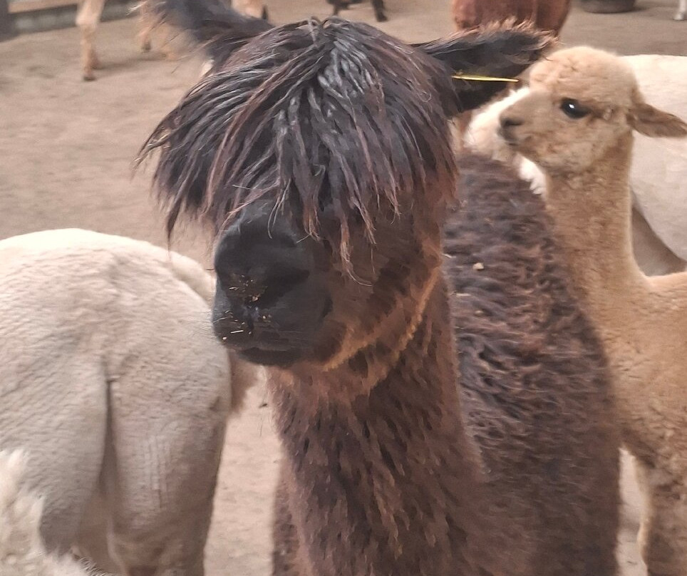 Balnuith Alpacas-敦提必去景点