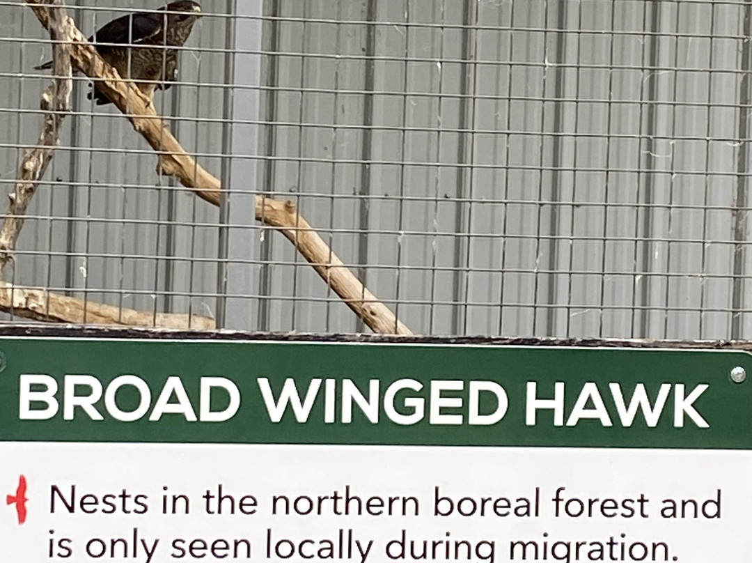 Alberta Birds of Prey Visitor's Centre-Coaldale必去景点