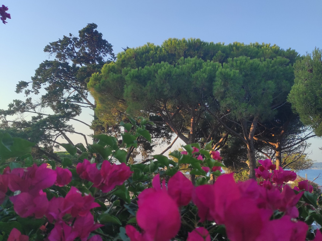 Hôtel Almanarre Plage主图