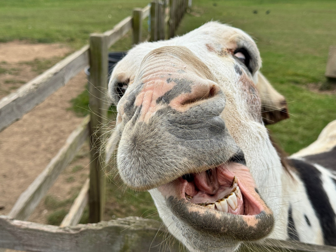 Radcliffe Donkey Sanctuary-Huttoft必去景点