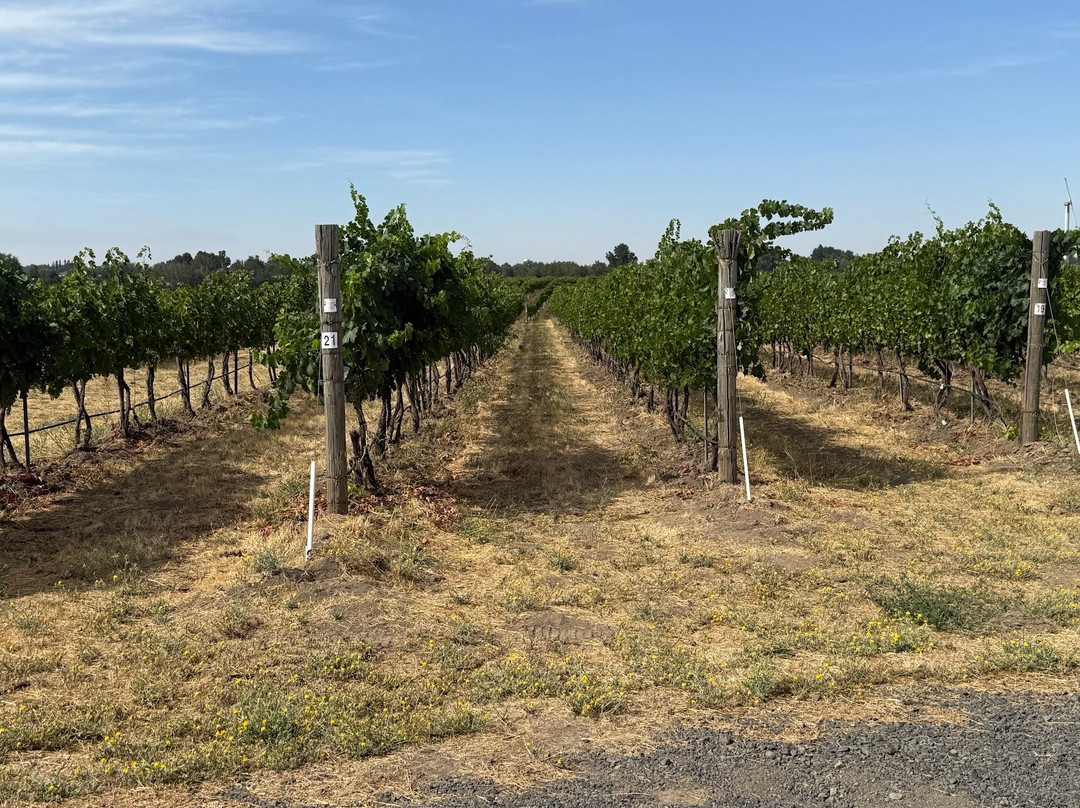 Amavi Cellars-瓦拉瓦拉必去景点