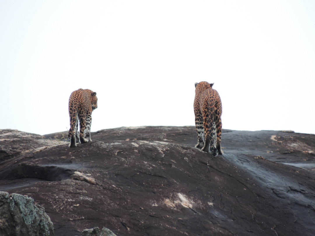 Nimsara Yala Safari-蒂瑟默哈拉默必去景点