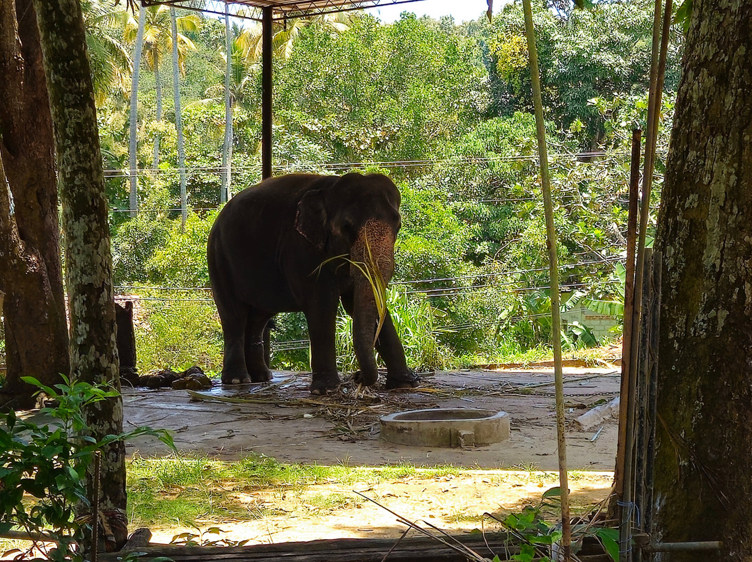 Wewurukannala Vihara-迪克韦勒必去景点