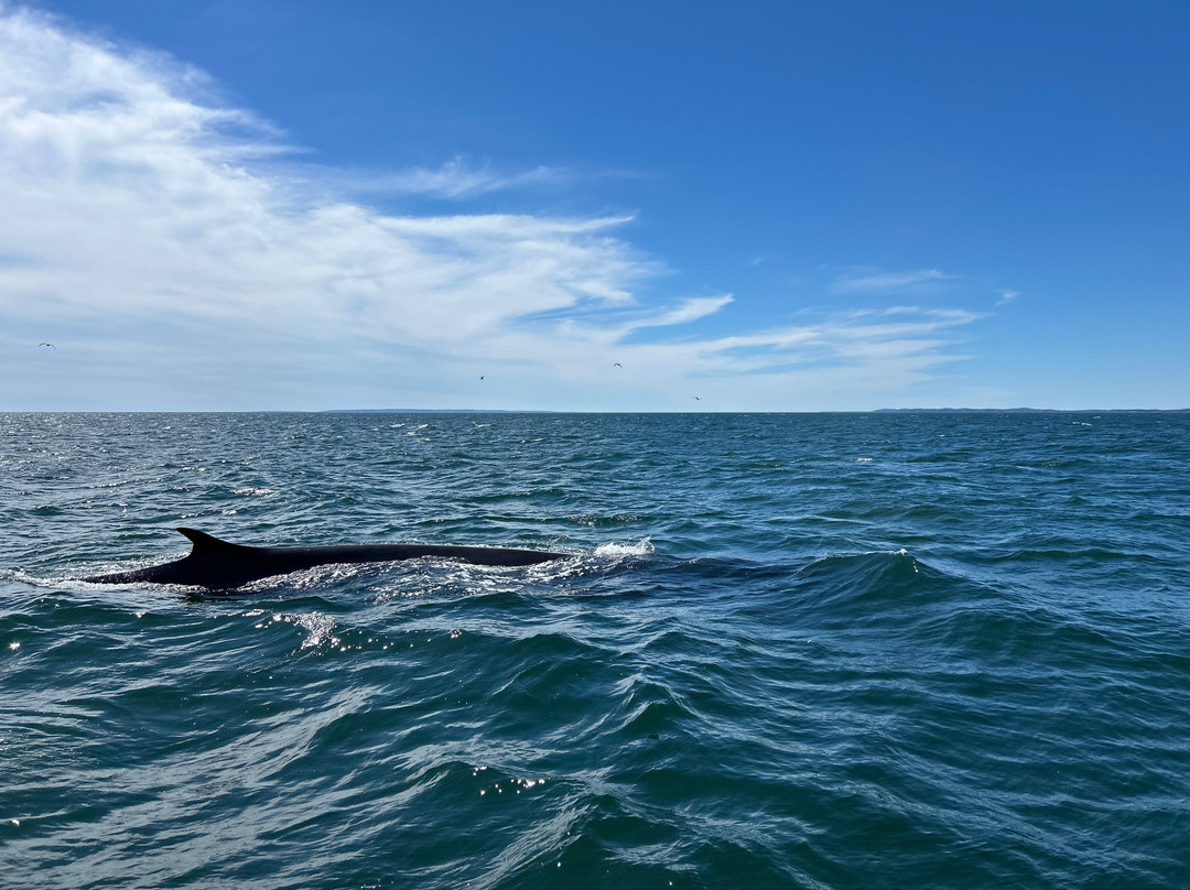 Full Tide Ocean Safaris