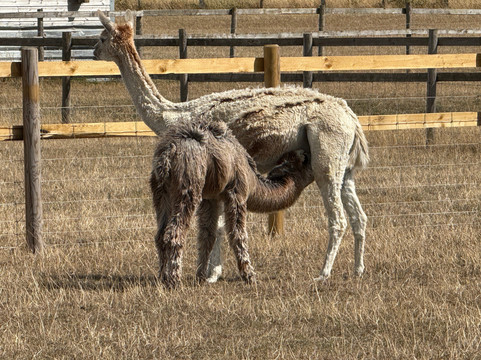Cotswold Vale Alpacas-伊夫舍姆必去景点