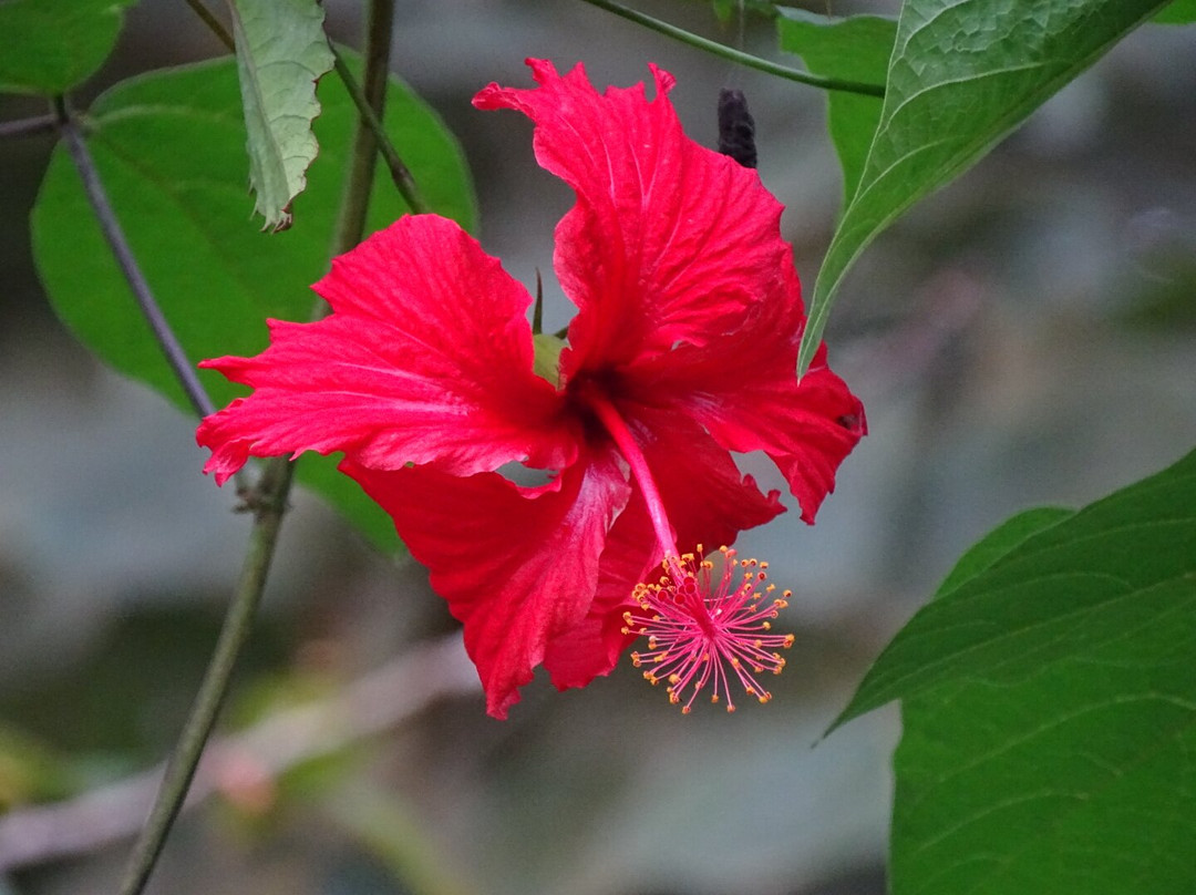 Mount Elgon Trekkers-Kapchorwa必去景点