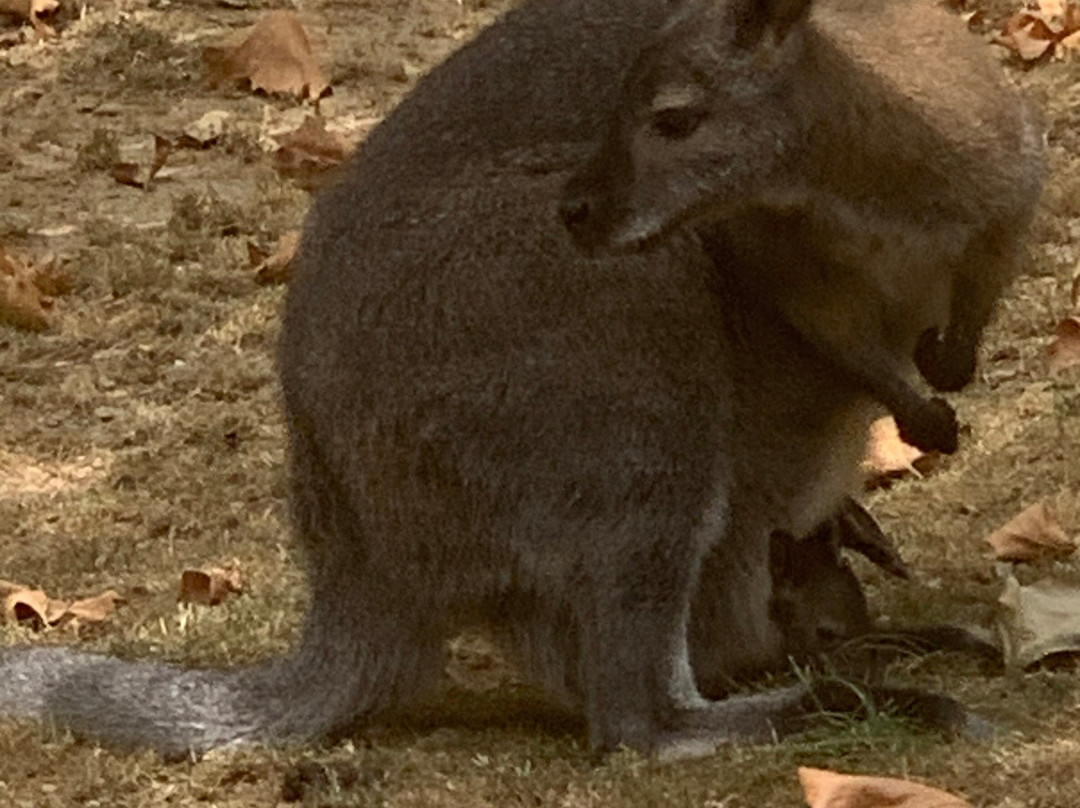 Natur'zoo de Mervent-Mervent必去景点