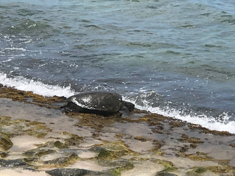 Kingdom Taxi Honolulu-火奴鲁鲁必去景点