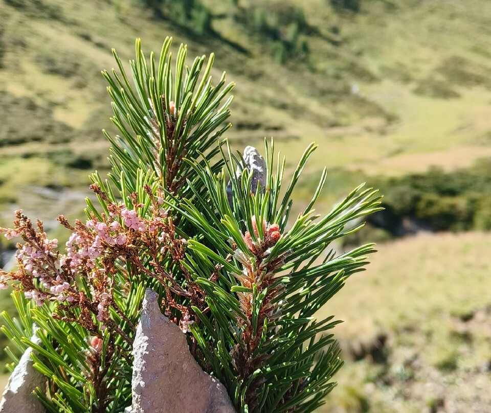 Hotel Tirolerhof主图