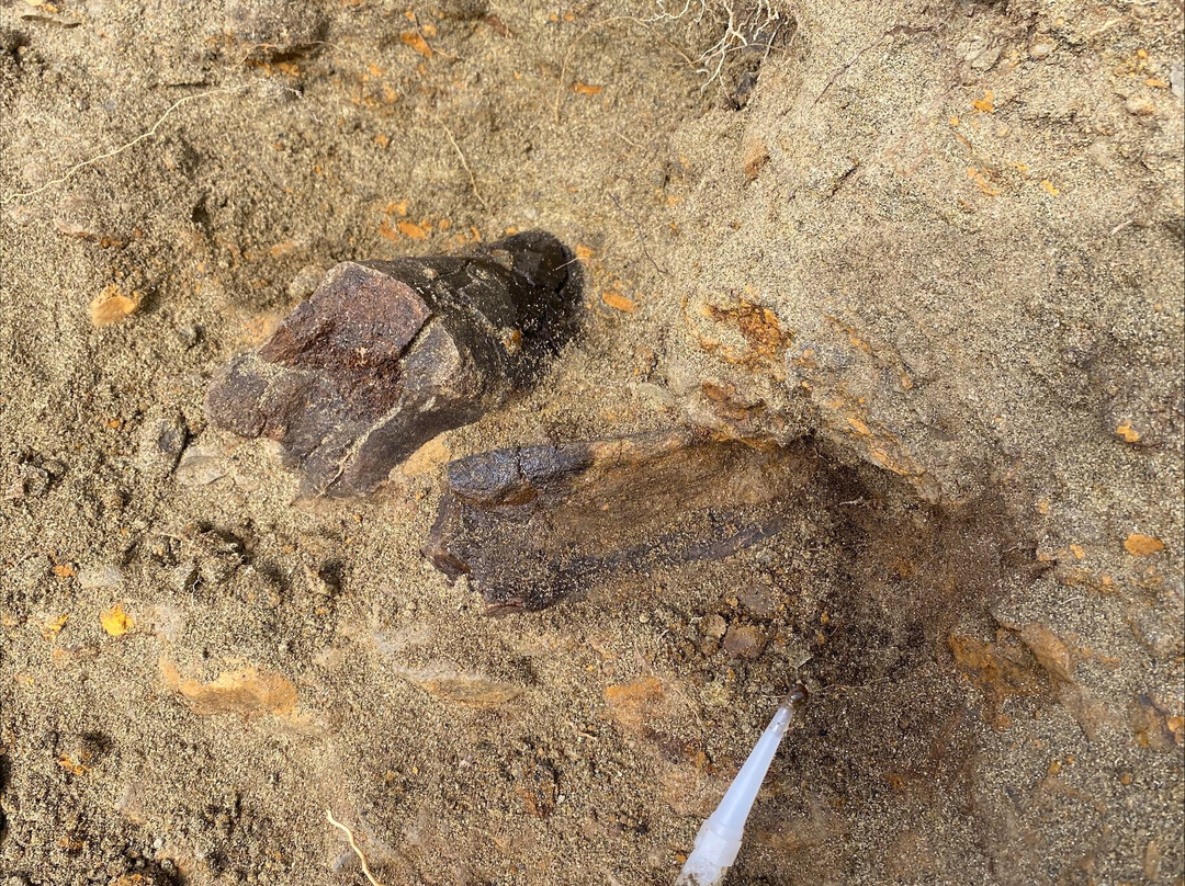 PaleoAdventures-Belle Fourche必去景点