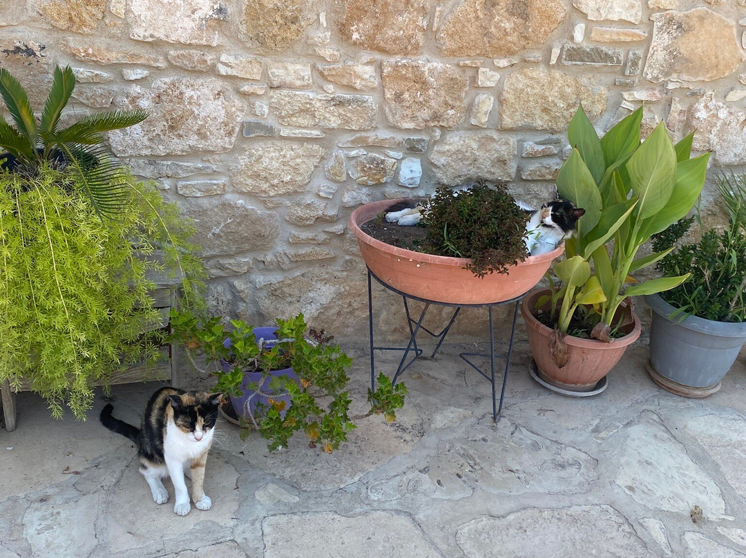 St. Nicholas of the Cats-Akrotiri必去景点