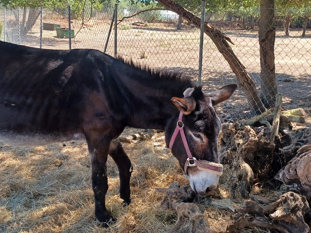 Corfu Donkey Rescue-Paleokastritsa必去景点