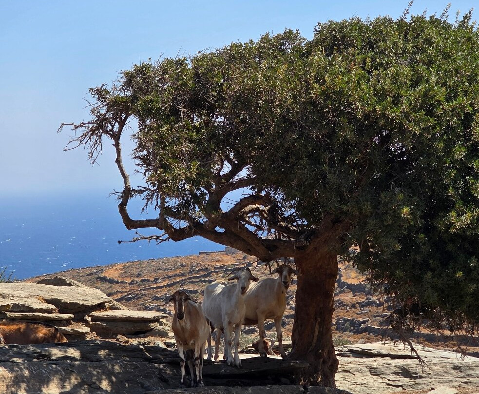 Loumidis Family Farm-Apollonia必去景点